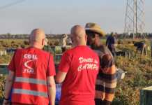 Ispezioni dei Carabinieri nelle campagne salentine, Flai e Cgil: “Molte aziende fuori dalle regole su sicurezza e Ccnl”